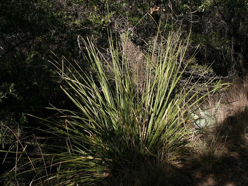 Nolina Erumpens | Nolina | Nolinaceae