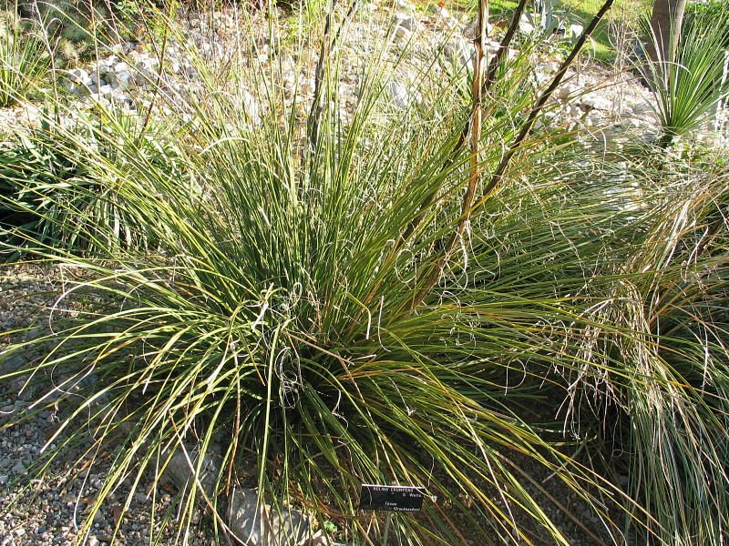 Nolina Erumpens | Nolina | Nolinaceae