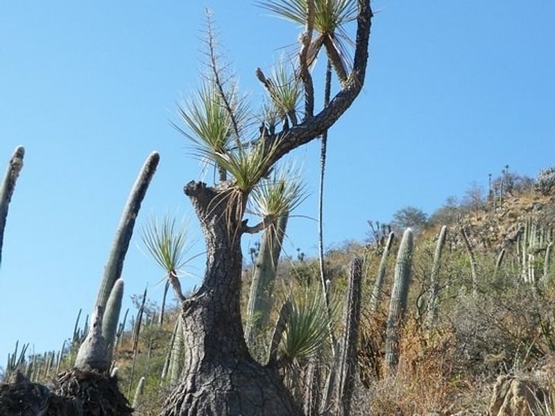 Nolina Gracilis | Beaucarnea | Nolinaceae