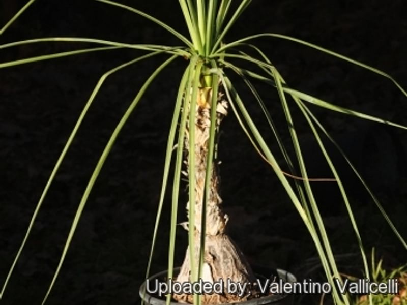 Nolina Gracilis | Beaucarnea | Nolinaceae