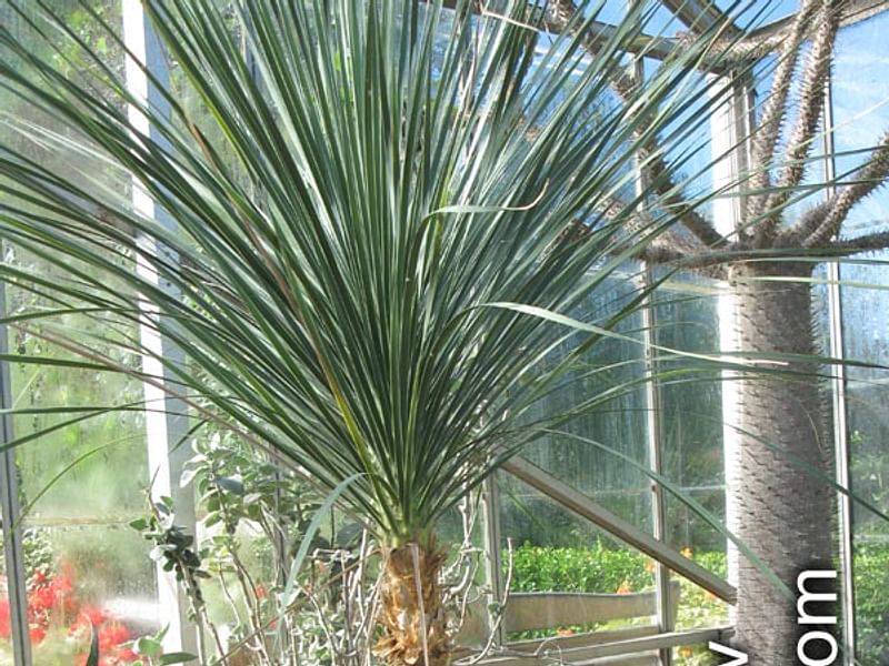 Nolina Gracilis | Beaucarnea | Nolinaceae
