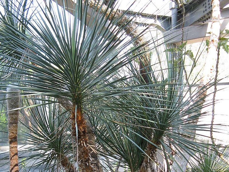 Nolina Gracilis | Beaucarnea | Nolinaceae