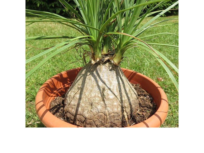Nolina Gracilis | Beaucarnea | Nolinaceae
