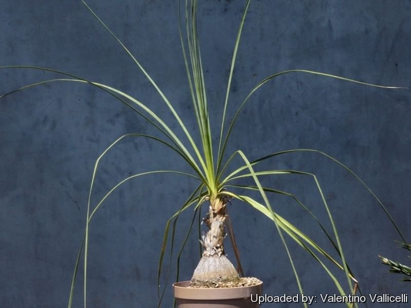 Nolina Gracilis | Beaucarnea | Nolinaceae