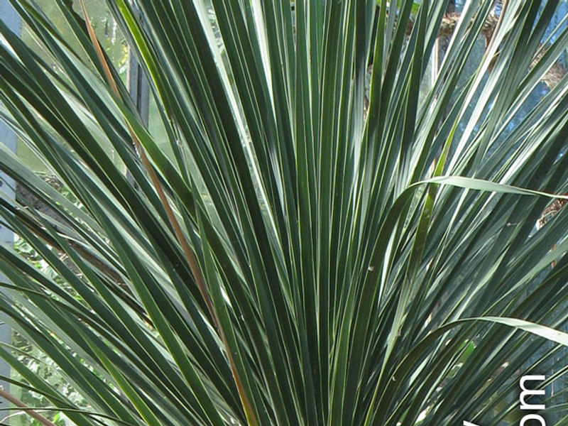 Nolina Gracilis | Beaucarnea | Nolinaceae