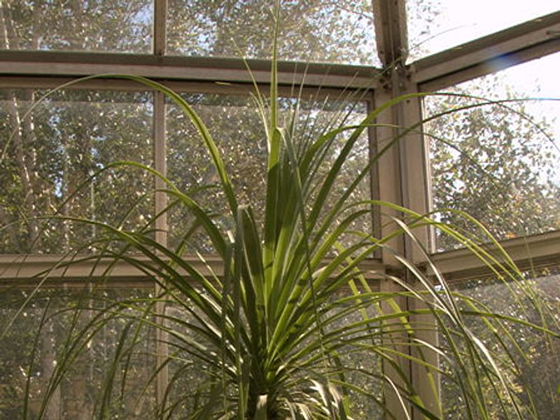 Nolina Gracilis | Beaucarnea | Nolinaceae
