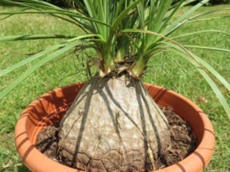Nolina Gracilis | Beaucarnea | Nolinaceae
