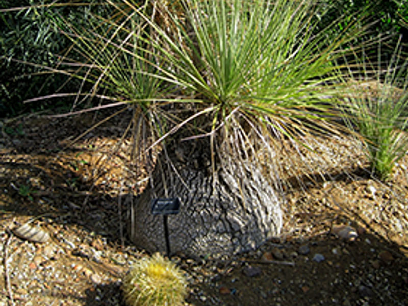 Nolina Gracilis | Beaucarnea | Nolinaceae