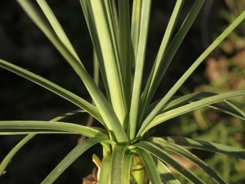 Nolina Gracilis | Beaucarnea | Nolinaceae