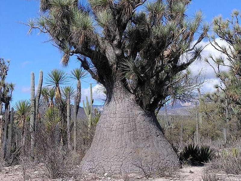 Nolina Gracilis | Beaucarnea | Nolinaceae