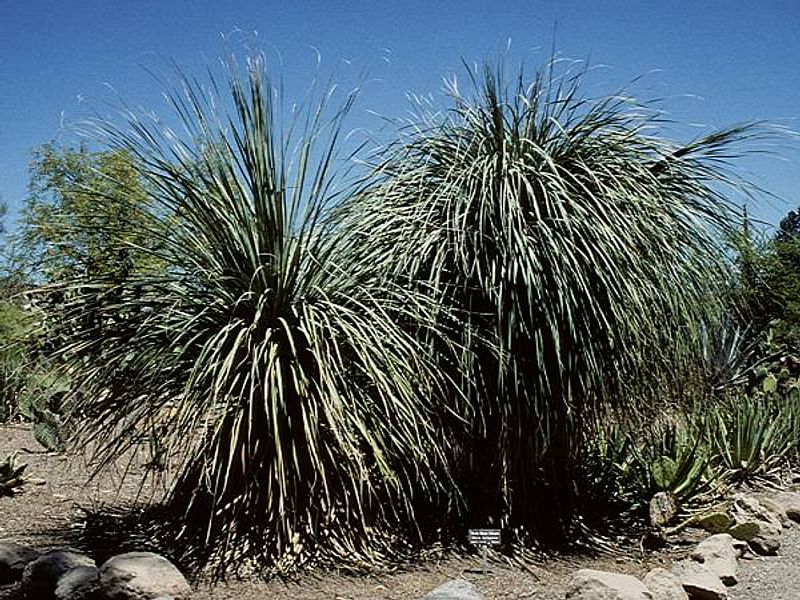 Nolina | Nolinaceae