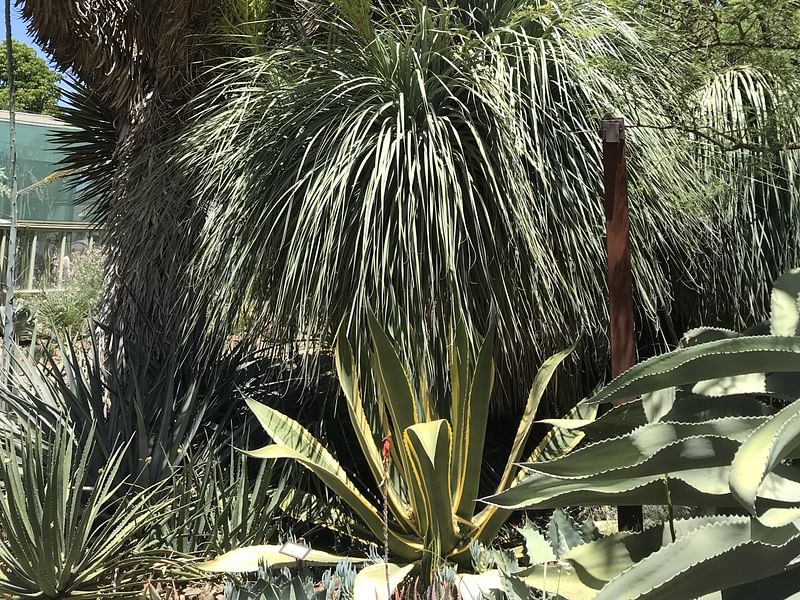 Nolina | Nolinaceae