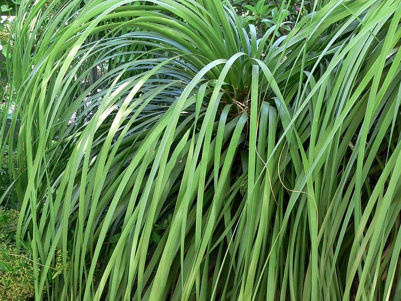 Nolina | Nolinaceae