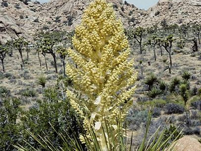 Nolina | Nolinaceae