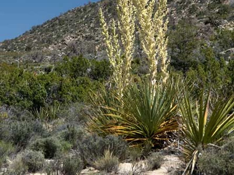 Nolina | Nolinaceae