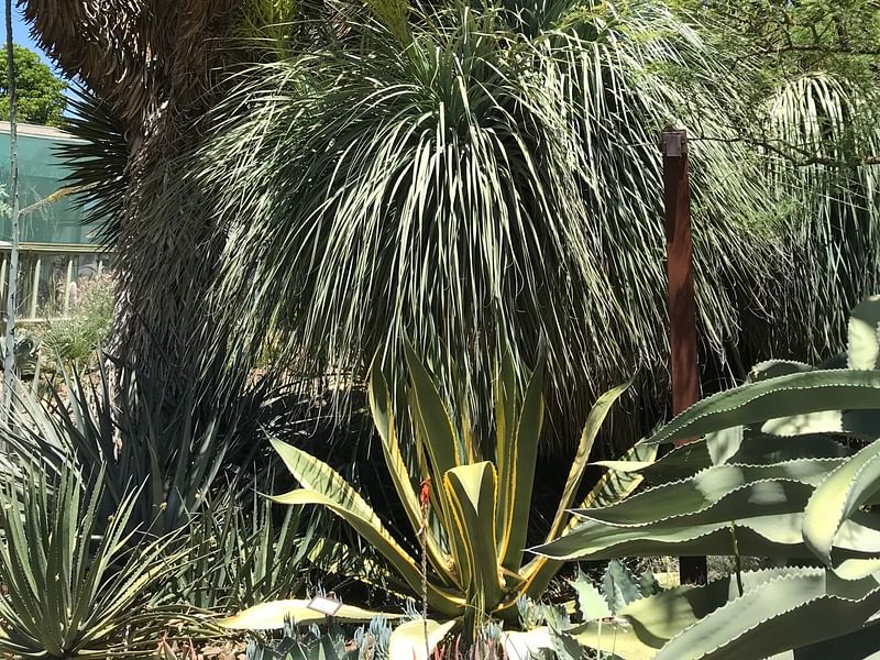 Nolina | Nolinaceae