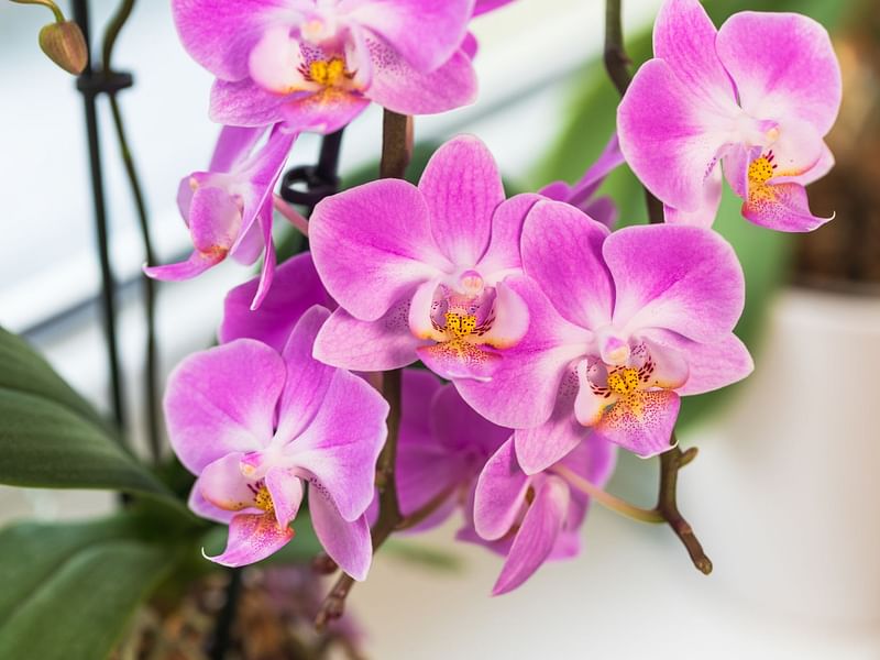 Orchidaceae