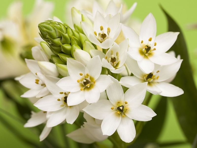 Ornithogalum | Hyacinthaceae