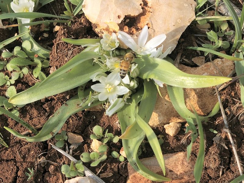 Ornithogalum Lanceolatum | Ornithogalum | Hyacinthaceae