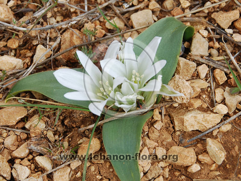 Ornithogalum Lanceolatum | Ornithogalum | Hyacinthaceae