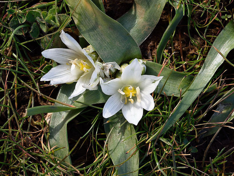 Ornithogalum Lanceolatum | Ornithogalum | Hyacinthaceae