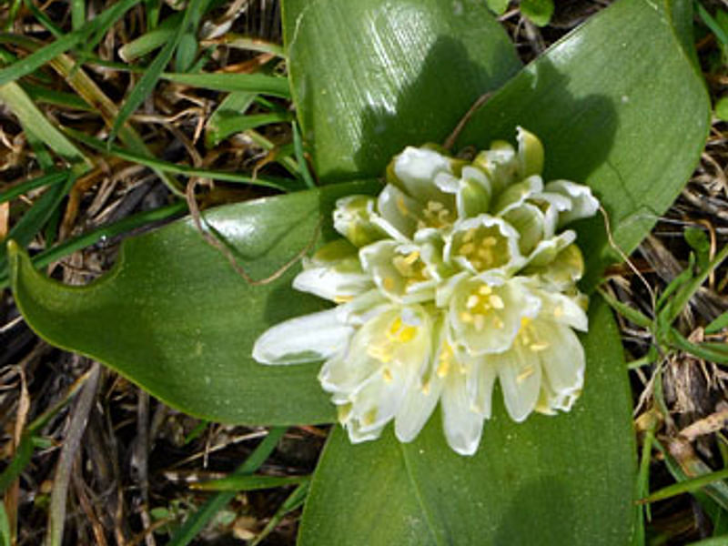 Ornithogalum Lanceolatum | Ornithogalum | Hyacinthaceae