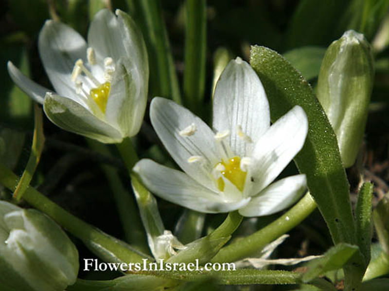 Ornithogalum Lanceolatum | Ornithogalum | Hyacinthaceae