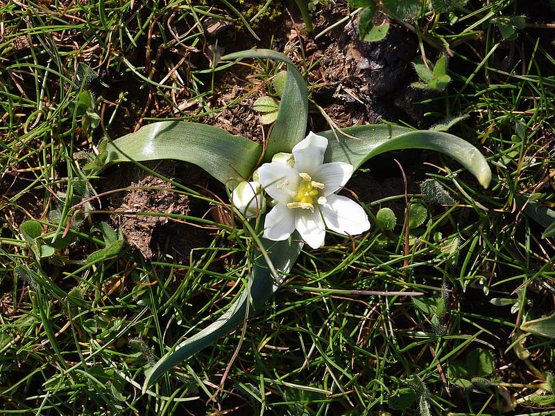 Ornithogalum Lanceolatum | Ornithogalum | Hyacinthaceae