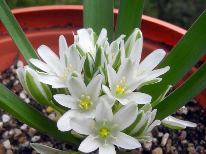 Ornithogalum Lanceolatum | Ornithogalum | Hyacinthaceae