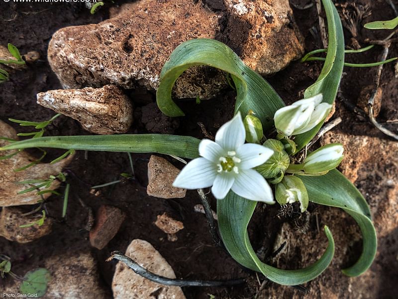 Ornithogalum Lanceolatum | Ornithogalum | Hyacinthaceae