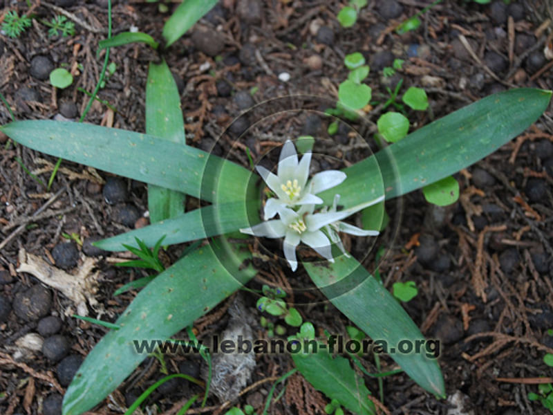 Ornithogalum Lanceolatum | Ornithogalum | Hyacinthaceae