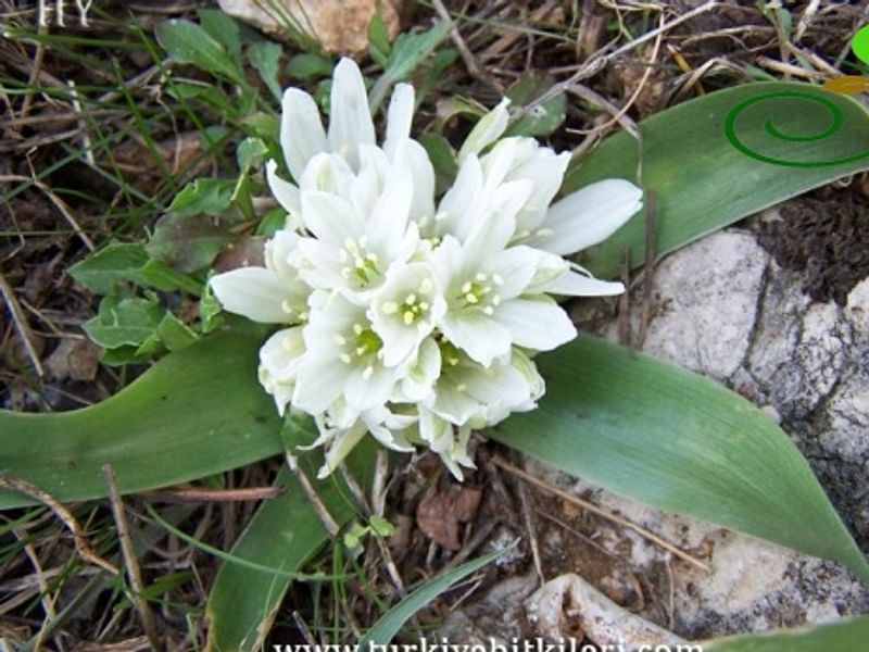 Ornithogalum Lanceolatum | Ornithogalum | Hyacinthaceae