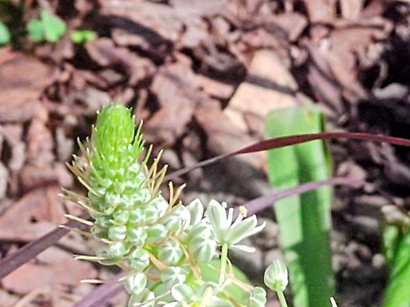 Ornithogalum Longibracteatum | Ornithogalum | Hyacinthaceae