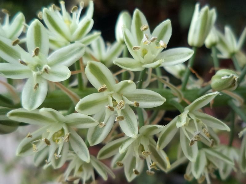 Ornithogalum Longibracteatum Flower | Ornithogalum | Hyacinthaceae