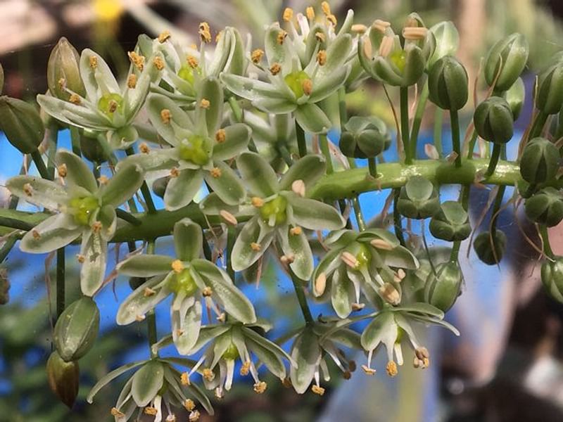Ornithogalum Longibracteatum Flower | Ornithogalum | Hyacinthaceae