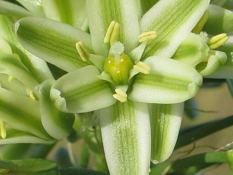 Ornithogalum Longibracteatum Flower | Ornithogalum | Hyacinthaceae