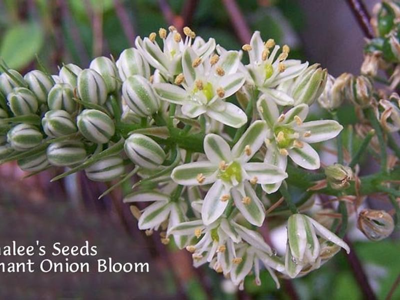 Ornithogalum Longibracteatum Flower | Ornithogalum | Hyacinthaceae