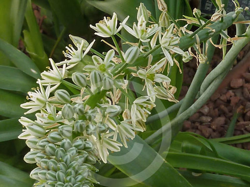 Ornithogalum Longibracteatum Flower | Ornithogalum | Hyacinthaceae