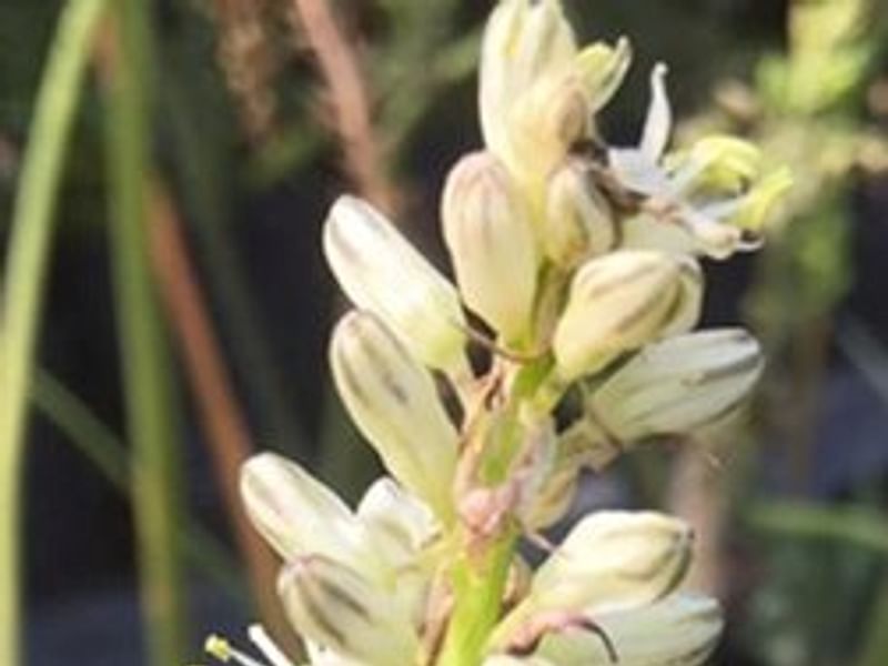 Ornithogalum Longibracteatum Flower | Ornithogalum | Hyacinthaceae