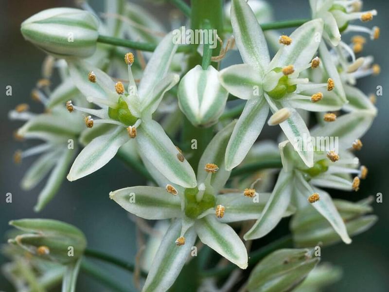 Ornithogalum Longibracteatum Flower | Ornithogalum | Hyacinthaceae