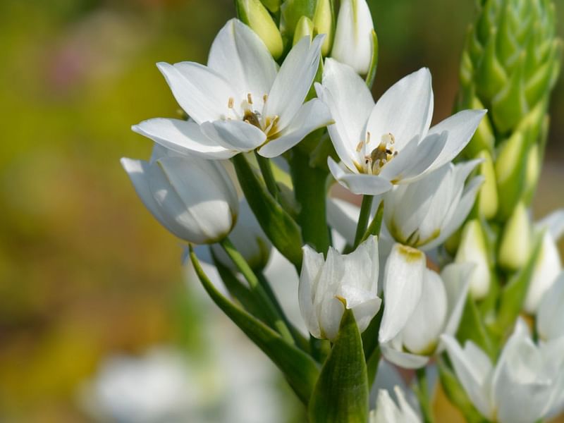 Ornithogalum Thyrsoides | Ornithogalum | Hyacinthaceae