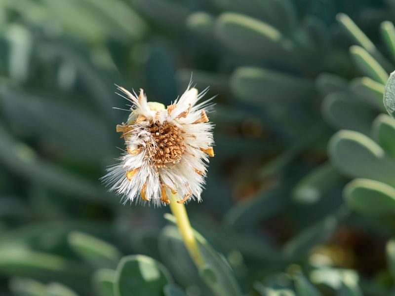 Othonna | Asteraceae
