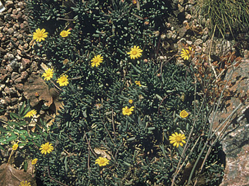 Othonna Capensis Flower | Othonna | Asteraceae