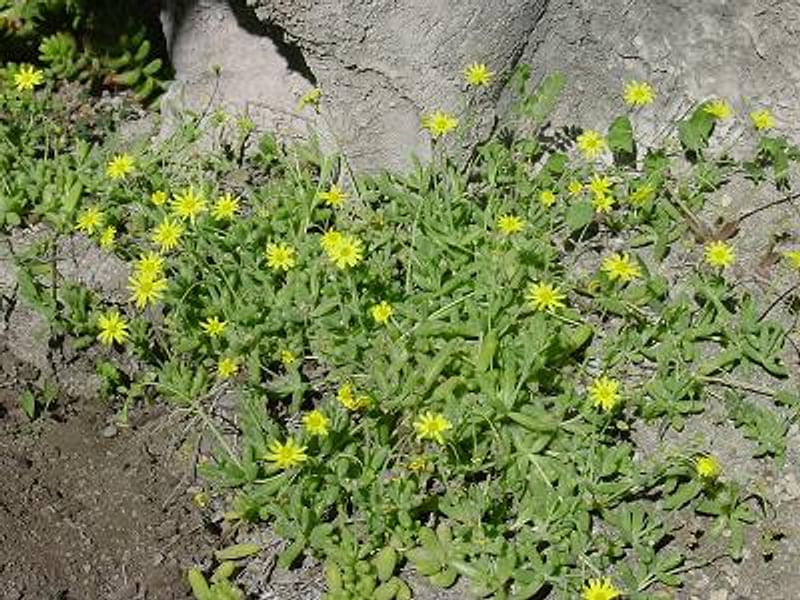 Othonna Capensis Flower | Othonna | Asteraceae