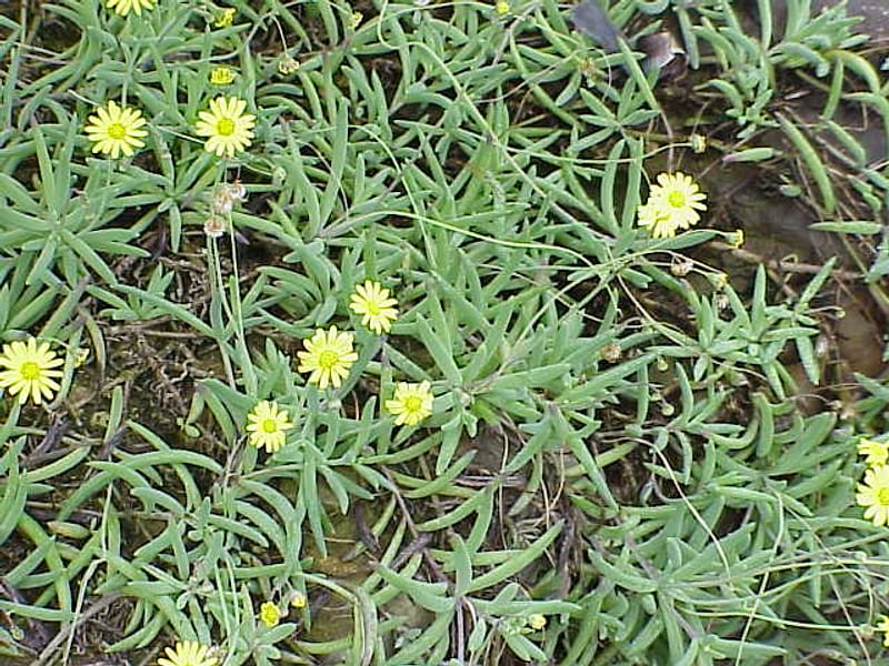 Othonna Capensis Flower | Othonna | Asteraceae