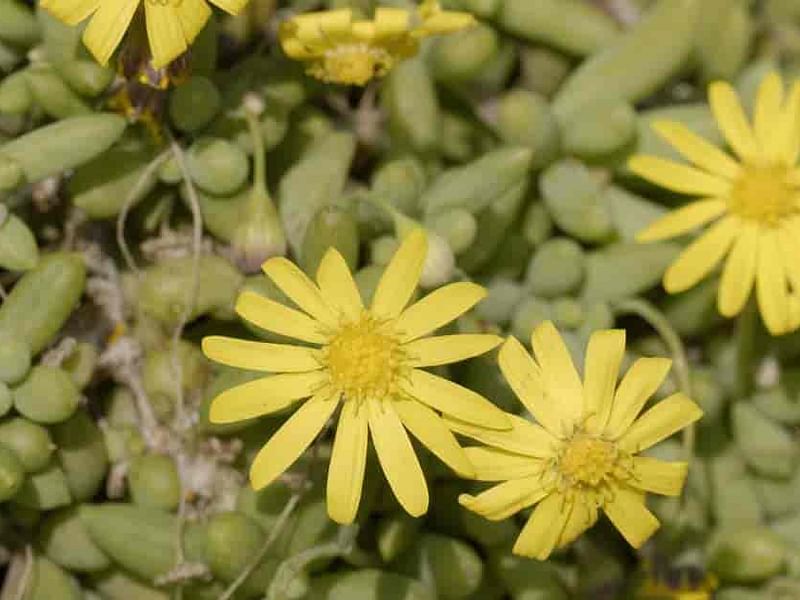 Othonna Capensis Flower | Othonna | Asteraceae