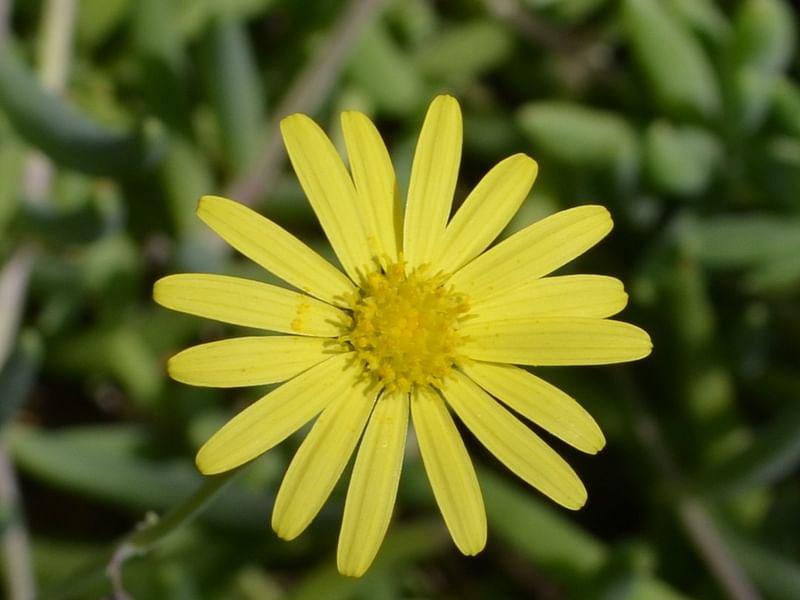 Othonna Capensis Flower | Othonna | Asteraceae