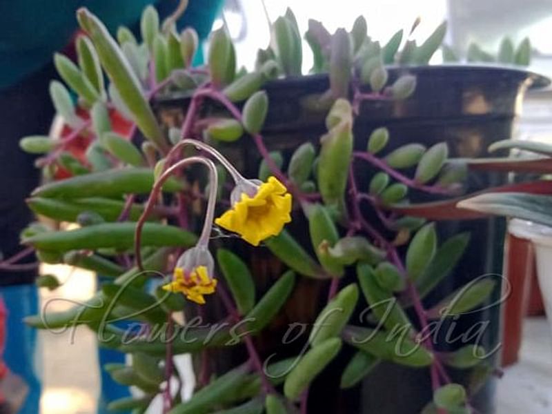 Othonna Capensis Flower | Othonna | Asteraceae
