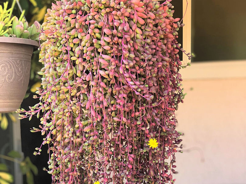 Othonna Capensis Flower | Othonna | Asteraceae