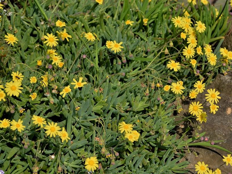 Othonna Capensis Flower | Othonna | Asteraceae
